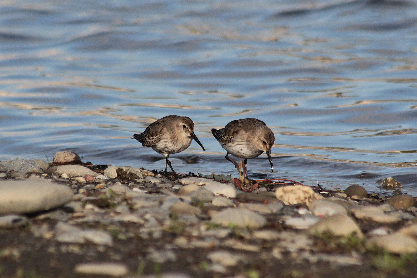 Calidris alpina  Piovanello pancianera